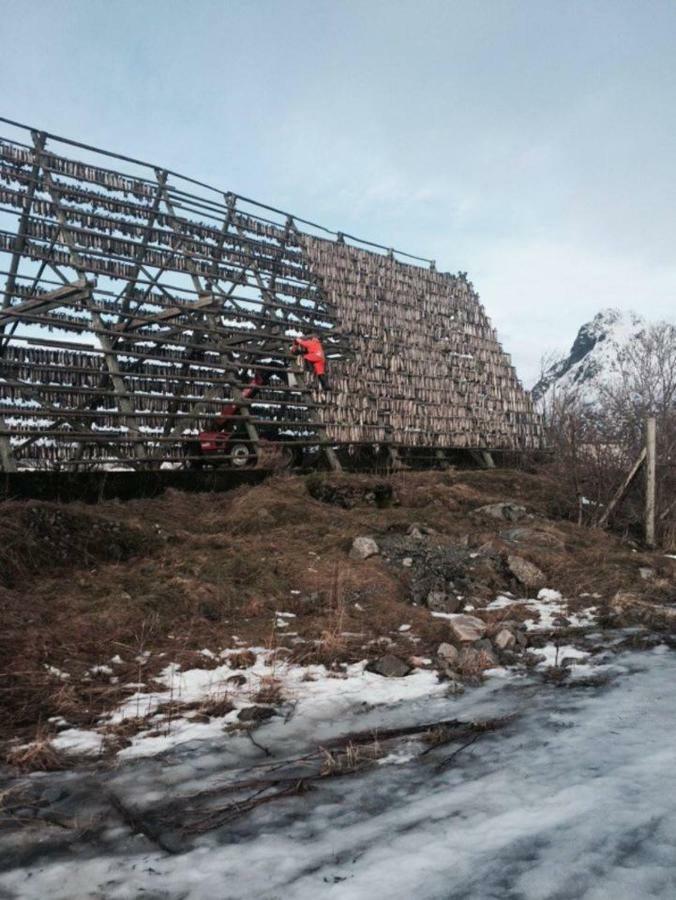 Koselig Hus Naert Havet I Lofoten, Kabelvåg 외부 사진